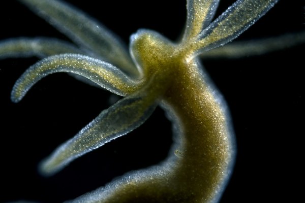 Официальный сайт kraken ссылки зеркала