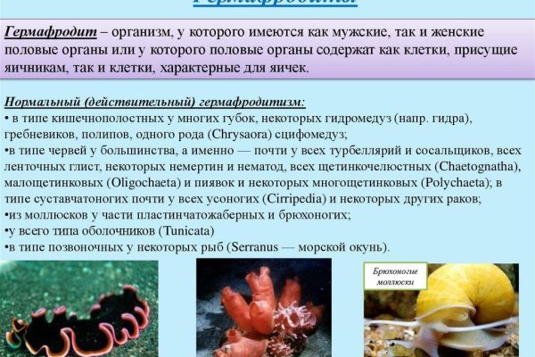 Кракен даркент