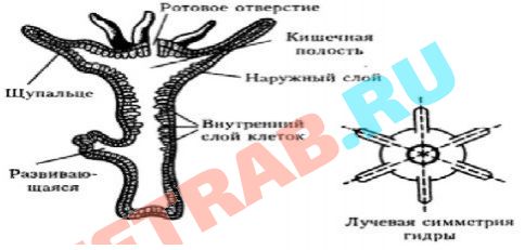 Кракен вход официальный сайт